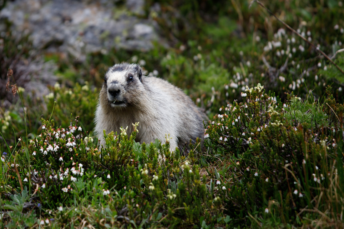  Hoary marmot